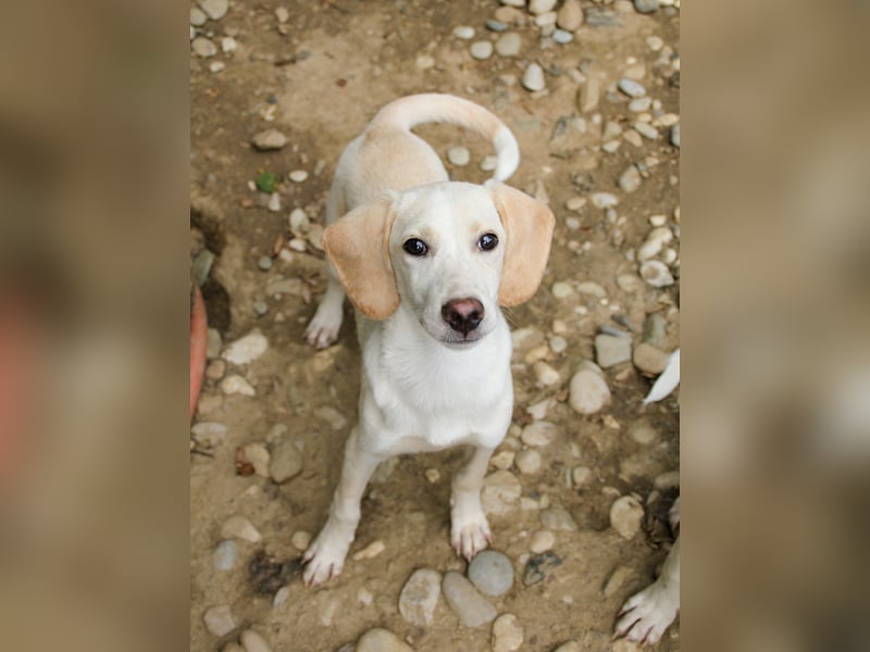 TIAGO - will Dich verzaubern TIAGO - will Dich verzaubern