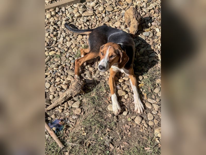 wunderschöne OFELIA, jung, schlau, friedlich