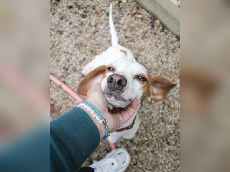 Schmusehund FICO möchte auf seiner PS in Erlangen von dir besucht werden! Komm vorbei!