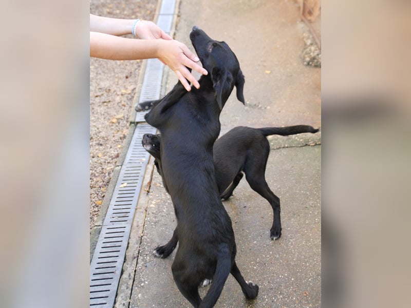 Bäuchleinkrauler gesucht für zuckersüße IRMA gesucht !