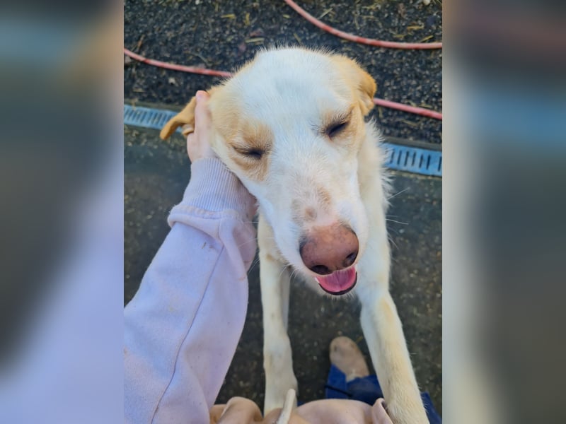 Lebensfrohe LIMA bezaubert durch ihre fröhliche und liebe Art