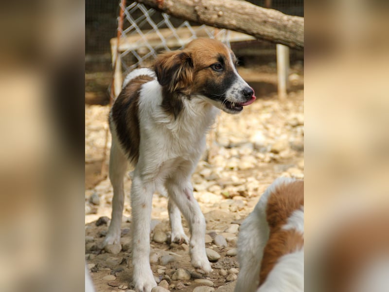 wunderschöner WILHELM sucht seine Familie
