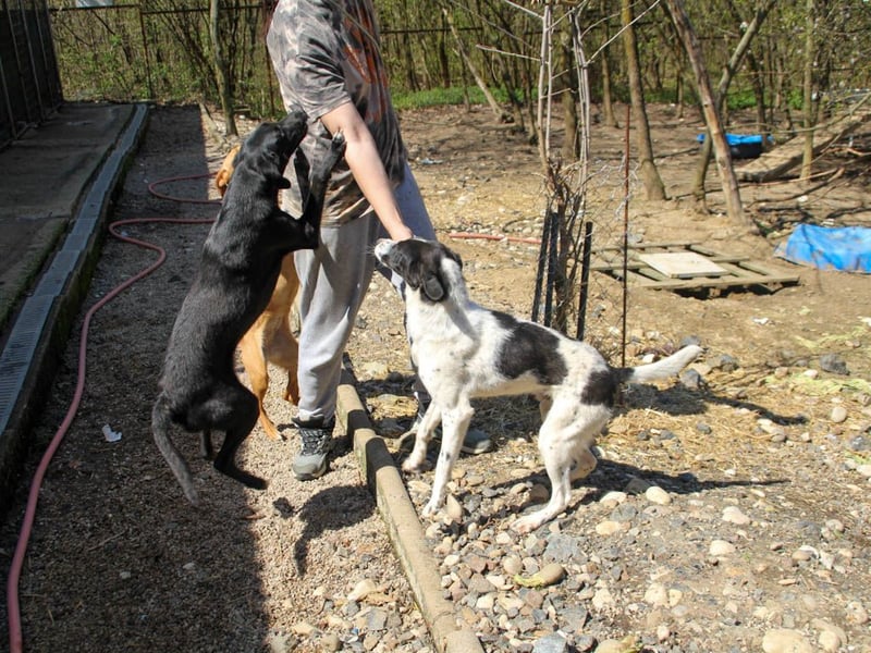 Halli-Hallo, ich bin der zuckersüße ILIAS und suche ein liebevolles Zuhause