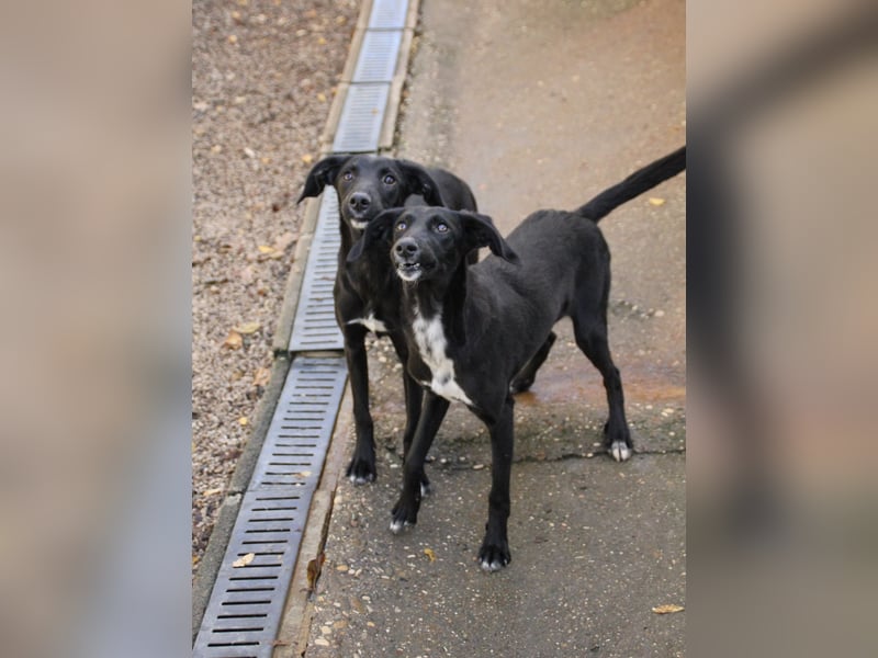 Bäuchleinkrauler gesucht für zuckersüße IRMA gesucht !