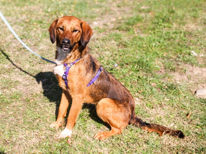Zauberhafter DARIO - Herzenshund, Knutschkugel und Zuckerbub