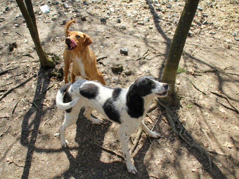 Halli-Hallo, ich bin der zuckersüße ILIAS und suche ein liebevolles Zuhause