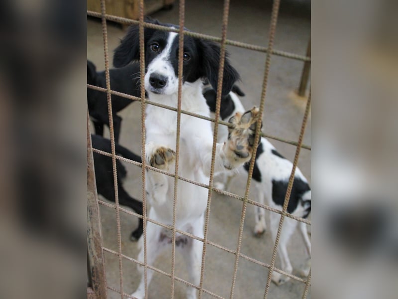 Sanfte und verschmuste IRNEA sucht ihr Kuschelkörbchen für Immer