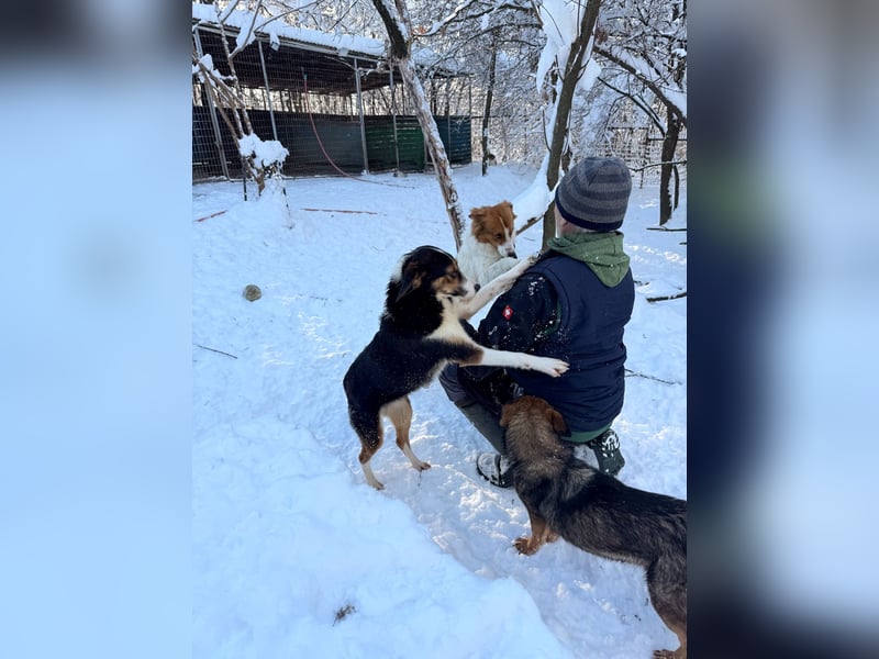 Zuckersüße LOARA sucht ihr Für-Immer-Zuhause