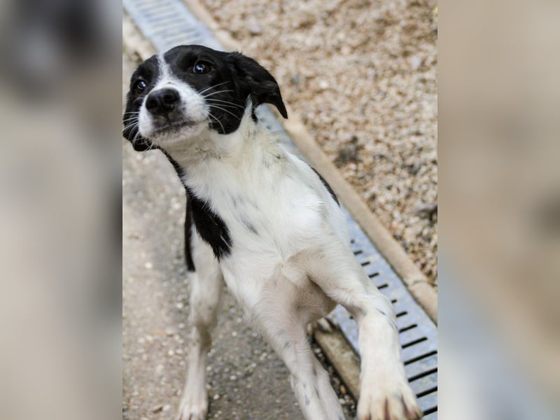 ILIAS ist ein lustiger und charmanter Hundebub