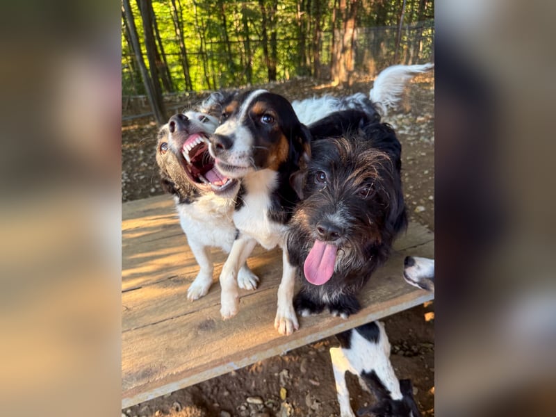 Zuckersüße LOARA - wer bringt ihre Augen zum strahlen? Zuckersüße LOARA - wer bringt ihre Augen zum strahlen?