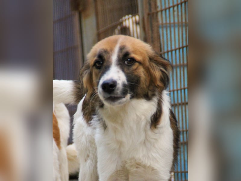 WILHELM wunderhübsch und schlau !