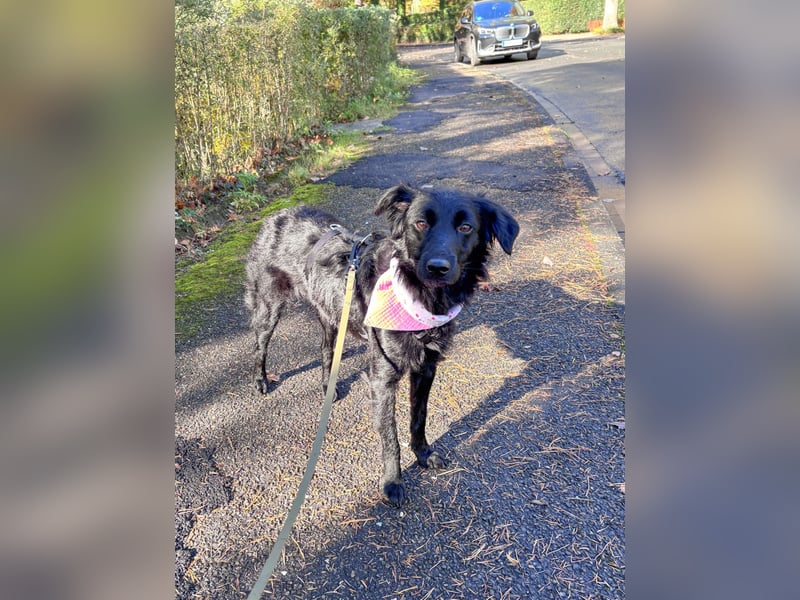 Lebensfrohe DAYA wartet in Erlangen auf DICH