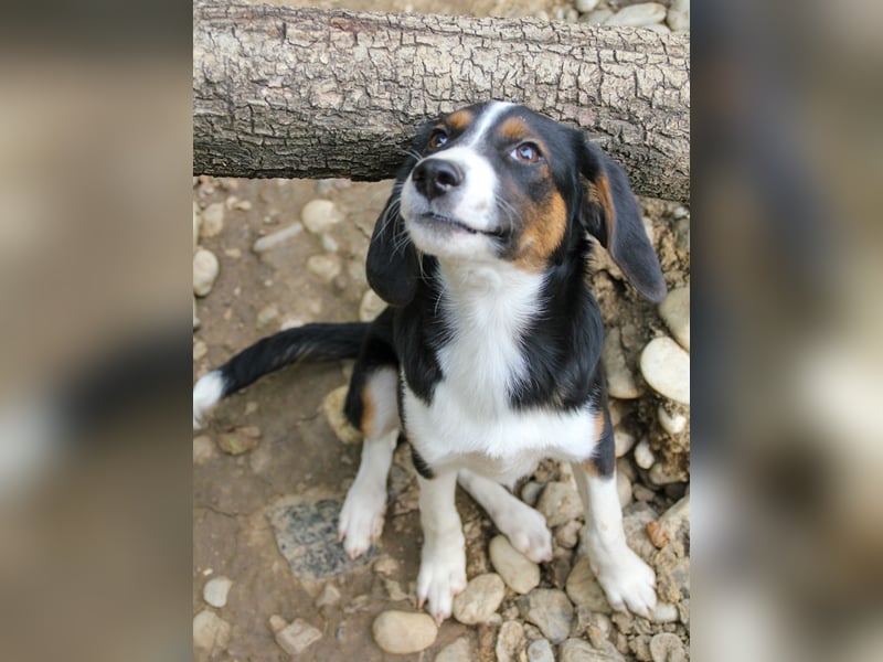 Verspielte, freundiche und verschmuste LOARA sucht ihr liebevolles Zuhause