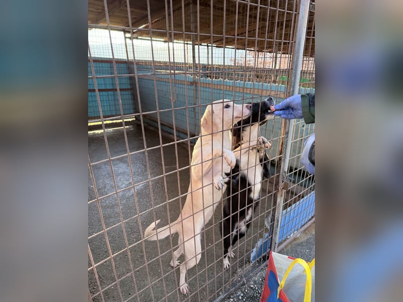 Bezaubernde MAGDALENA wäre gerne ein geliebtes Familienmitglied