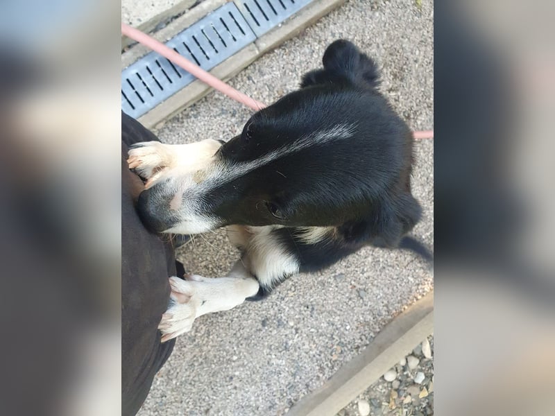 Schlau und neugierig - Traumhündin ENI wartet auf Post von dir