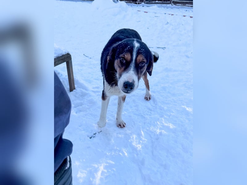 Zuckersüße LOARA sucht ihr Für-Immer-Zuhause