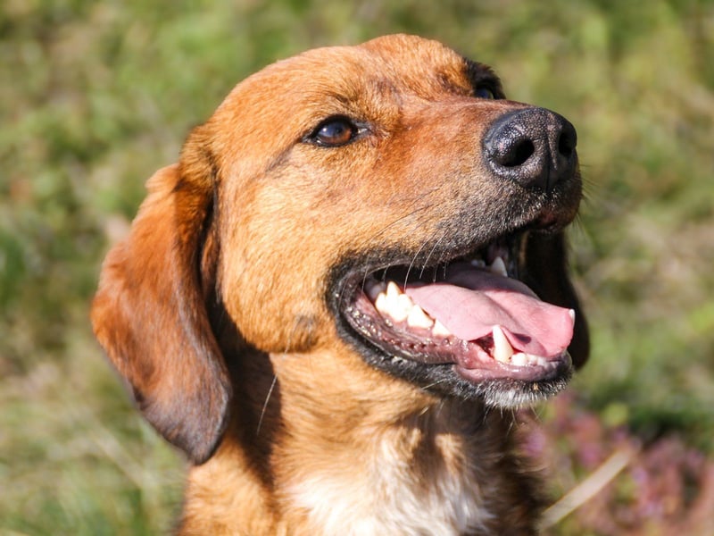 Zauberhafter DARIO - Herzenshund, Knutschkugel und Zuckerbub