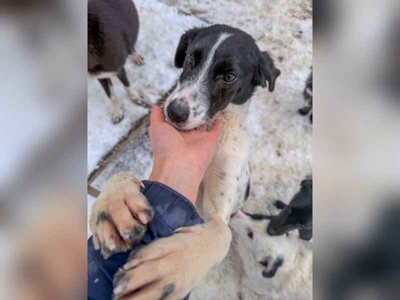 Fröhlicher Traumprinz ILIAS möchte dich verzaubern