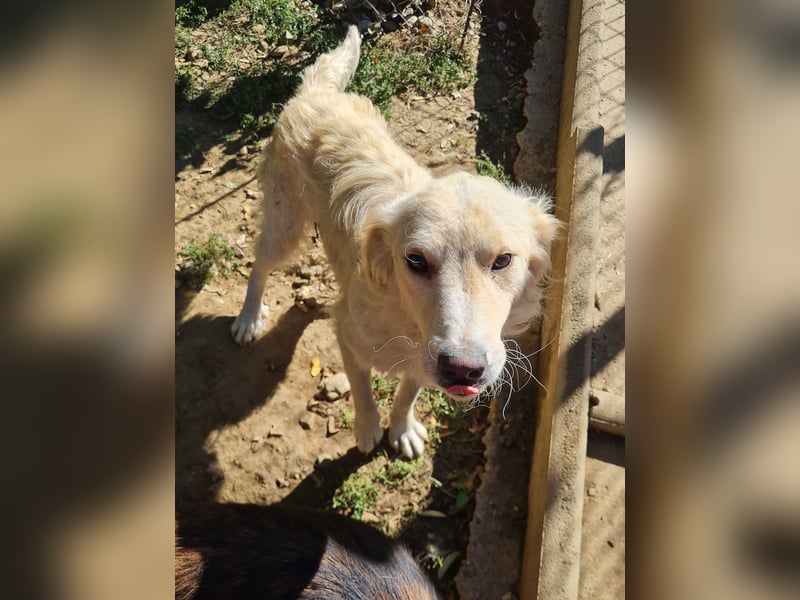 Herzensmensch gesucht - lieber MAXIM hofft auf sein Glück