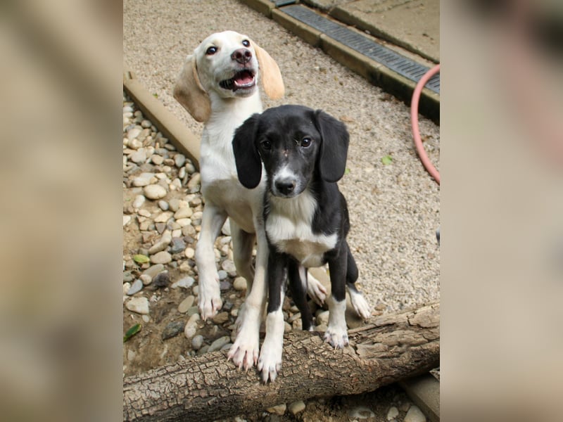 TIAGO - will Dich verzaubern TIAGO - will Dich verzaubern