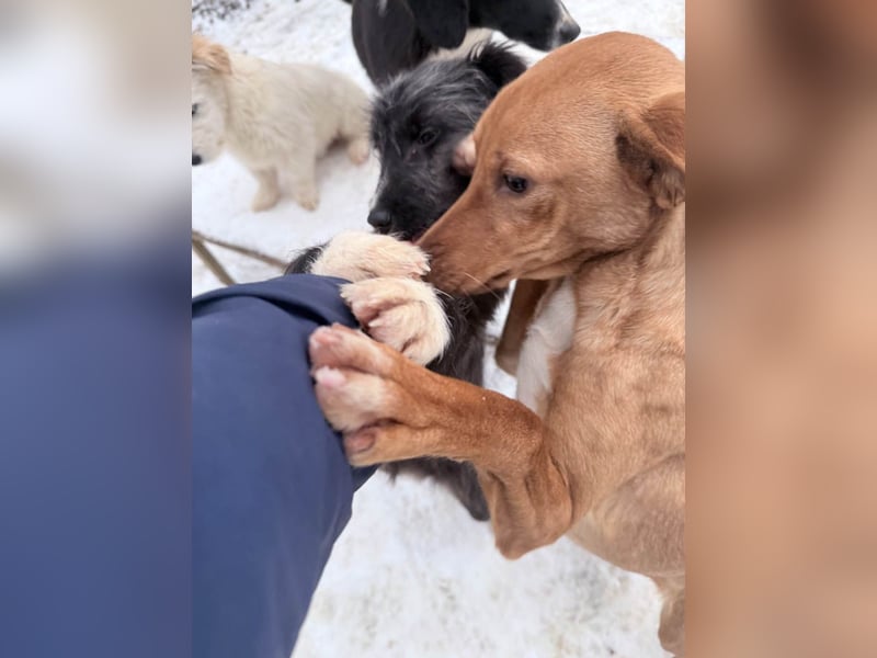 Süße MIRA ist ein Traum auf vier Pfoten