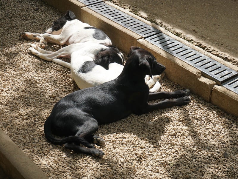 Zuckersüße IRMA ist ein Engel auf 4 Pfoten Zuckersüße IRMA ist ein Engel auf 4 Pfoten