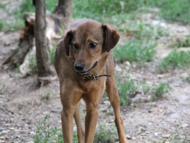 OPI OSCAR - bist du sein Herzensmensch ?