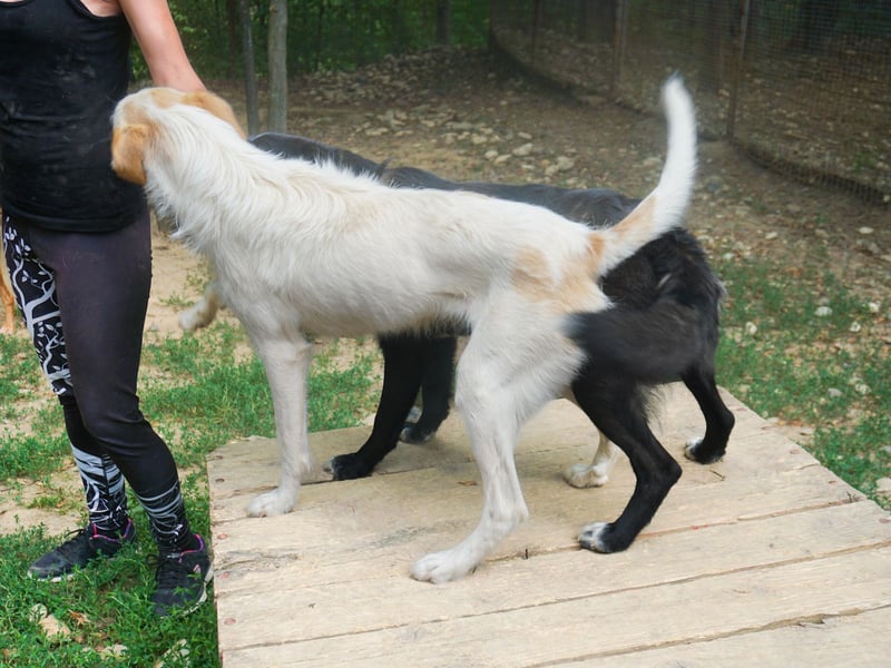 Neugierige LIMA sucht ihr Für-Immer-Zuhause