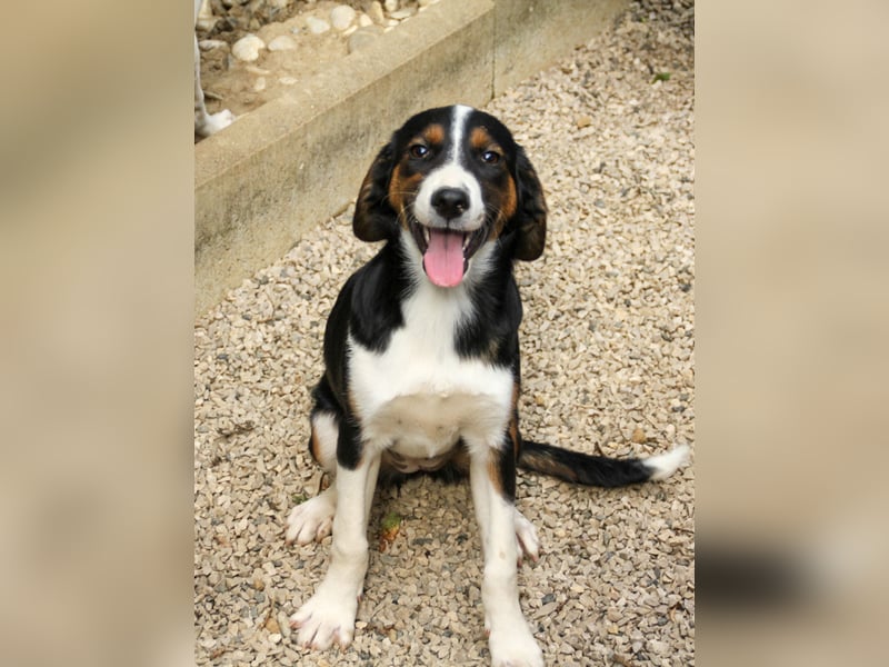 Zuckersüße LOARA - wer bringt ihre Augen zum strahlen? Zuckersüße LOARA - wer bringt ihre Augen zum strahlen?