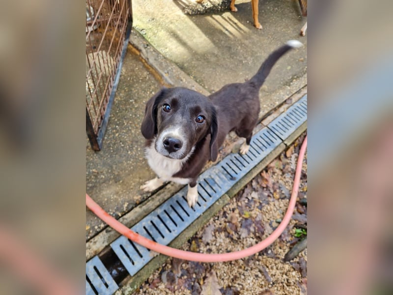 Aufgepasst - hier ist die charmante Traumhündin FLAVIA