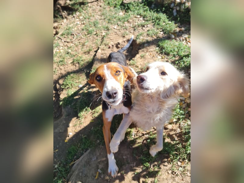 Herzensmensch gesucht - lieber MAXIM hofft auf sein Glück