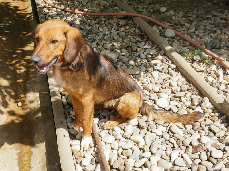 Zauberhafter DARIO - Herzenshund, Knutschkugel und Zuckerbub Zauberhafter DARIO - Herzenshund, Knutschkugel und Zuckerbub