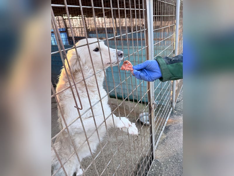 Hoppla - liebenswerter MAXIM möchte on tour gehen