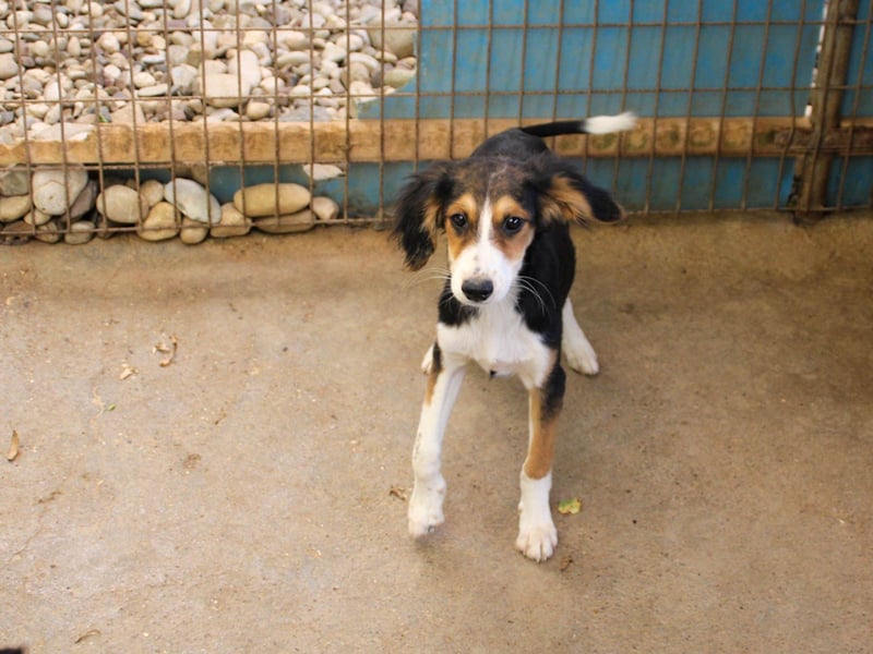 Süßer ILON - ein Herz auf 4 Pfoten