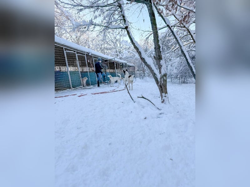 Lebensfrohe LIMA bezaubert durch ihre fröhliche und liebe Art