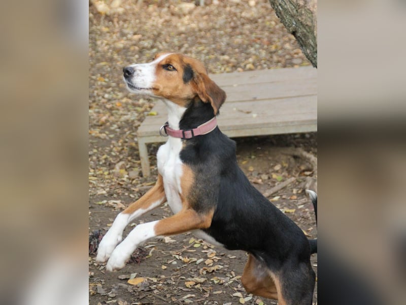 wunderschöne OFELIA, jung, schlau, friedlich