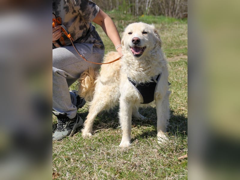 Bezaubernder MAXIM wäre gerne ein geliebtes Familienmitglied