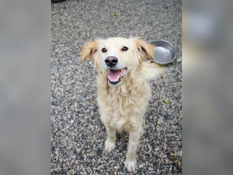 Hoppla - liebenswerter MAXIM möchte on tour gehen