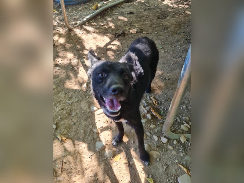 Niedliche BILLIE könnte dein Herzenshund werden