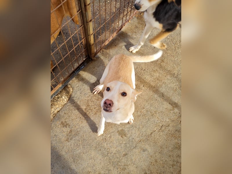 Bezaubernde MAGDALENA wäre gerne ein geliebtes Familienmitglied