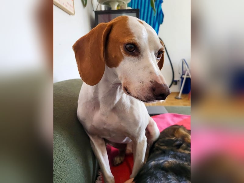 Schmusehund FICO möchte auf seiner PS in Erlangen von dir besucht werden! Komm vorbei!