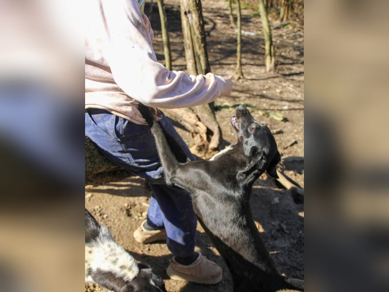 Kuscheln und Spielen im eigenen Zuhause, davon träumt die liebe IRMA
