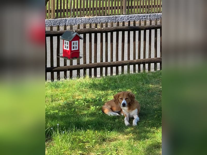 Zurückhaltende MILEY sucht geduldiges Zuhause