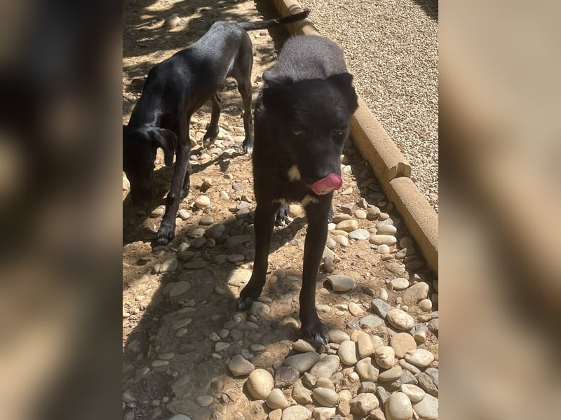 Zauberhafte BILLIE - sanfte Hündin mit einem großen Herz