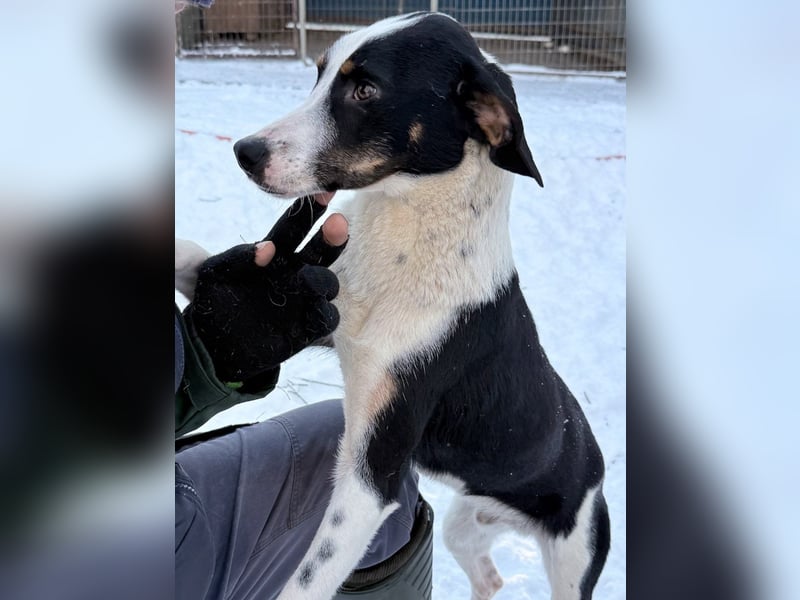 Lebensfroher AURELIO bezaubert durch seine fröhliche und liebe Art