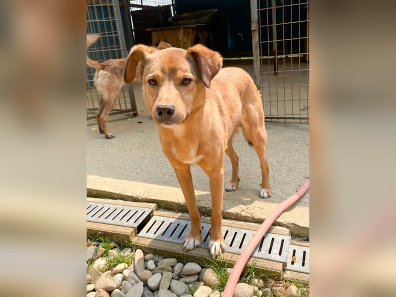 SVEN erfahrener friedlicher Hunderentner - sucht erfahrene Herzensmenschen