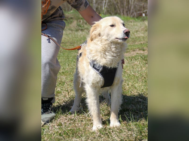 Bezaubernder MAXIM wäre gerne ein geliebtes Familienmitglied
