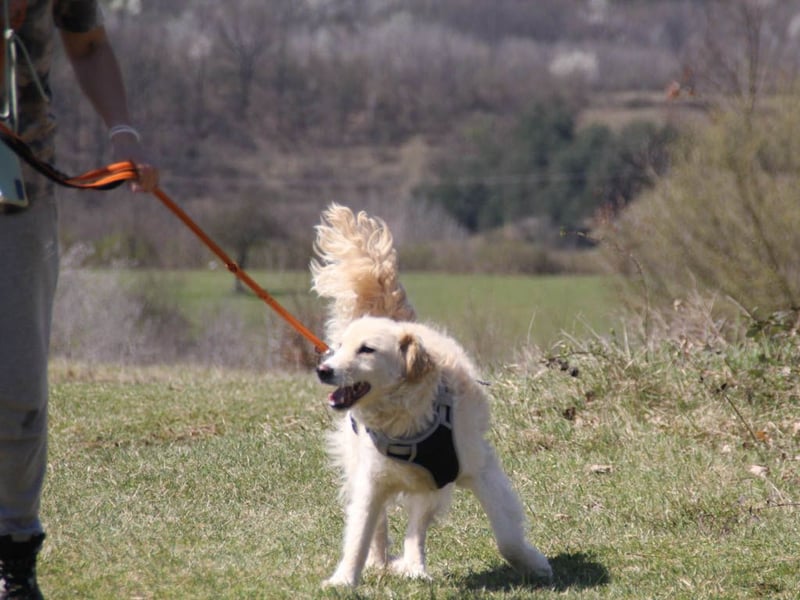 Bezaubernder MAXIM wäre gerne ein geliebtes Familienmitglied
