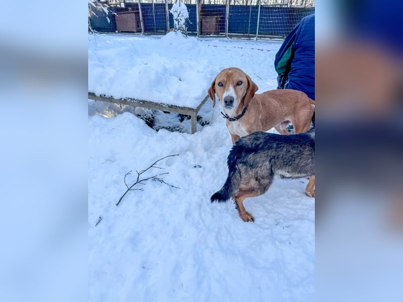 Freundlicher BARK möchte dich um seine hübschen Pfoten wickeln