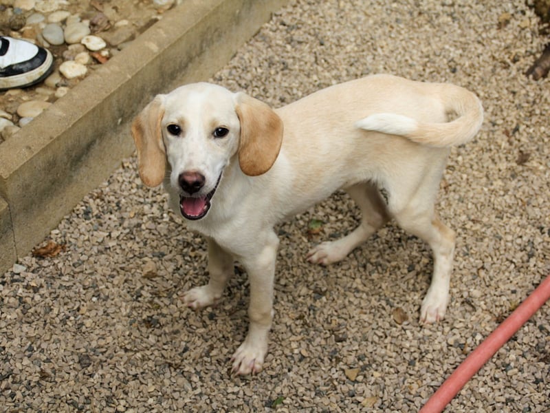 TIAGO - will Dich verzaubern TIAGO - will Dich verzaubern